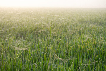 Spider web in the field.