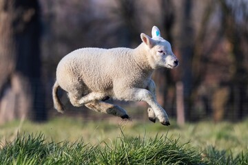 A cute animal Portrait of a small little white lamb playfully jumping around in a grass field or...