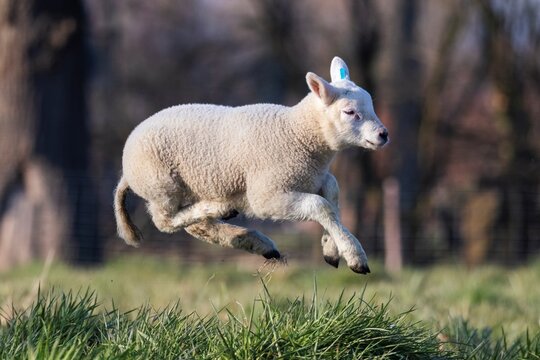 A cute animal Portrait of a small little white lamb playfully jumping around in a grass field or meadow having fun. the young mammal is grazing on a sunny spring day.