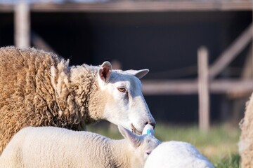 An animal portrait of an adult sheep walking around with cute white lambs in a grass field or...
