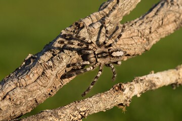 Poecilotheria ornata, known as the fringed ornamental or ornate tiger spider, Sklípkan ozdobný	