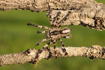 Poecilotheria ornata, known as the fringed ornamental or ornate tiger spider, Sklípkan ozdobný	