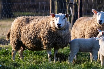 An animal portrait of an adult sheep standing in a meadow or grass field inbetween its herd, which has young cute small white lambs running around between them grazing or eating grass.