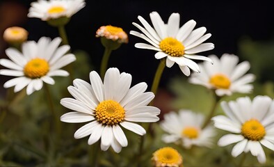 Fototapeta premium XL daisies flower background wallpaper