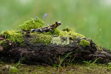Barred fire salamander. Fire salamanders live in central Europe forests and are more common in hilly areas.