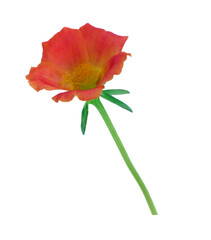 Beautiful Single Red flower with yellow stamens, accompanied by green branches and leaves.