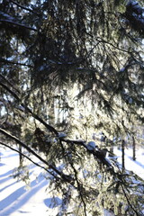Spruce forest in the snow. Winter landscape with snow-covered tree branches.