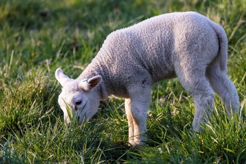 A cute animal Portrait of a single little white lamb standing and grazing in a grass field or...