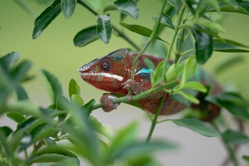 Furcifer pardalis, Panther chameleon, Chameleon pardálí, The panther chameleon (Furcifer pardalis) is a species of chameleon found in the eastern and northern parts of Madagascar in a tropical