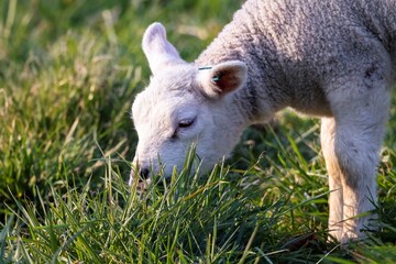 A cute closeup animal Portrait of a little white lamb standing and grazing in a grass field or Meadow during a sunny spring day. the young mammal animal is sticking it's nose in the grass to eat food.
