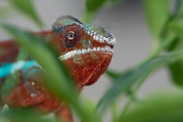 Furcifer pardalis, Panther chameleon, Chameleon pardálí, The panther chameleon (Furcifer pardalis) is a species of chameleon found in the eastern and northern parts of Madagascar in a tropical