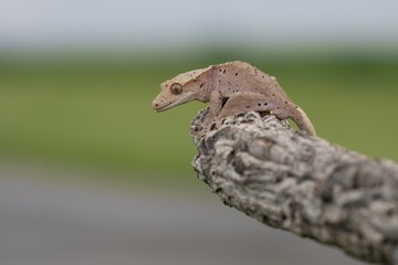 Rhacodactylus ciliatus, Crested gecko, Pagekon řasnatý, is a species of gecko native to southern New Caledonia. Close up.