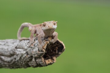Rhacodactylus ciliatus, Crested gecko, Pagekon řasnatý, is a species of gecko native to southern New Caledonia. Close up.