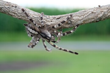Poecilotheria ornata, known as the fringed ornamental or ornate tiger spider, Sklípkan ozdobný	