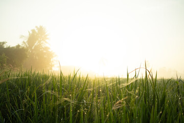 Spiders and cobwebs in the fields.