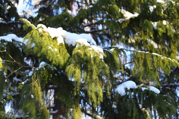 Spruce forest in the snow. Winter landscape with snow-covered tree branches.