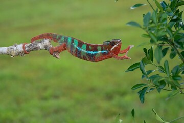 Furcifer pardalis, Panther chameleon, Chameleon pardálí, The panther chameleon (Furcifer pardalis) is a species of chameleon found in the eastern and northern parts of Madagascar in a tropical