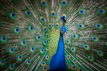 Portrait and close up of peacock showing its beautiful feathers