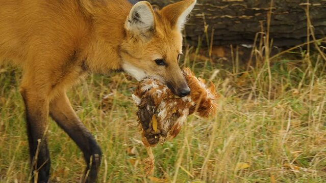 A maned wolf walking around with a dead chicken in his mouth.
