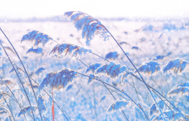 Winter landscape. Frozen reed plant in the rays of the sun. Winter fairytale scene. Delicate natural background. Beautiful winter scene - 708565335