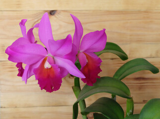 Hybrid pink cattleya orchid on wooden background, selective focus, horizontal orientation.