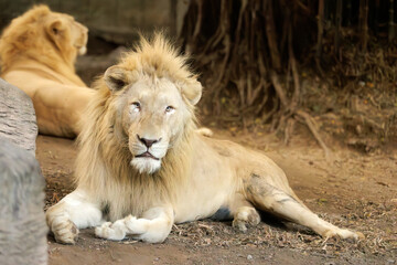 White lion laid down on the floor in a cave looking at camera