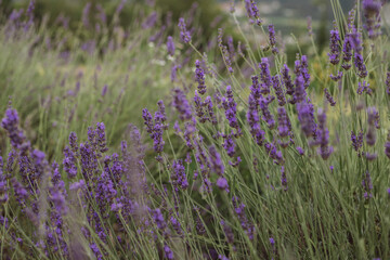 lavender field region