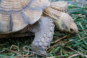 Obraz premium A hungry Sulcata Tortoise is enjoy eating grass on the floor
