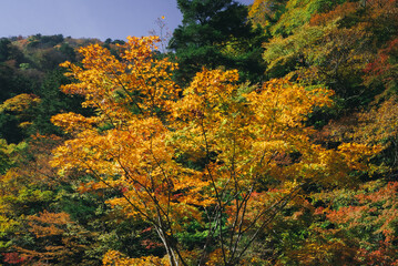 Autumn Foliage Scenery in Japan