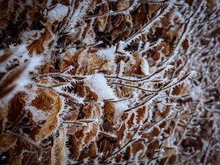 
brown Dried leaves with ice crystals during winter in winter landscape