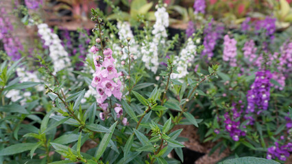Obraz premium A row of lavender flowers in various colors on a leafy bush. selective focus