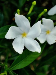 Fototapeta na wymiar Tabernaemontana divaricata, commonly called pinwheel flower, crape jasmine flower