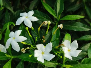 Naklejka na ściany i meble Tabernaemontana divaricata, commonly called pinwheel flower, crape jasmine flower