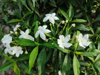 Tabernaemontana divaricata, commonly called pinwheel flower, crape jasmine flower