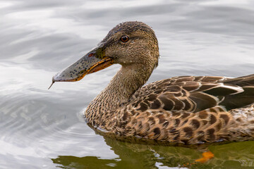 Northern Shoveller water bird