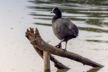 Red Knobbed Coot water bird