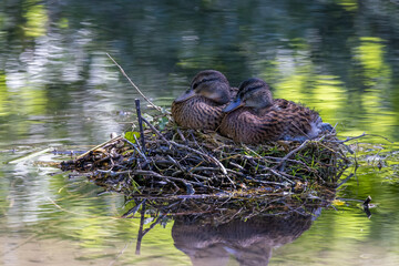 Pair of ducks on nest