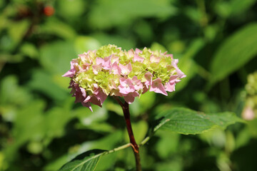 Macro image of pink and yellow Hydrangea blooms, Somerset, England