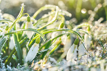 Spring snowdrops flower in snow. Bright natural background with sunny reflection.	 - 708578137