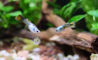 Guppy fish, female and two males in an aquarium, selective focus, horizontal orientation.