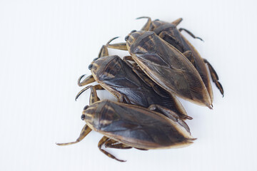 Giant water bugs or pimps have a unique smell that can be used to flavor food. White background.Concept, weird and edible insect. Food ingredient in Thailand.     
