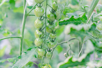 畑で育つトマト