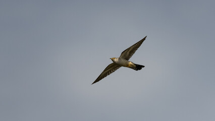 Cuckoo bird in flight