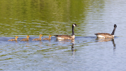 Pair of Canada Geese with young