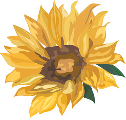 Sunflower watercolor illustration on transparent background.
