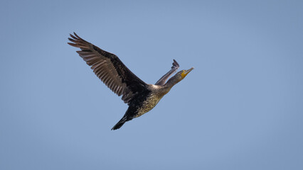 Cormorant in flight