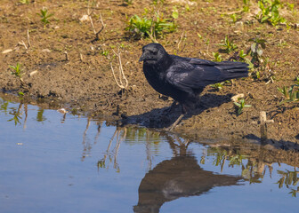 Carrion Crow