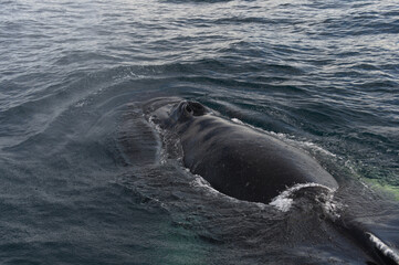 Fototapeta premium Whale shows off near the boat before diving in the icelandic sea near Húsavík