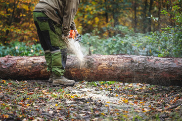 Unrecognizable lumberjack is cutting tree trunk by chainsaw in woodland. Lumber industry and deforestation