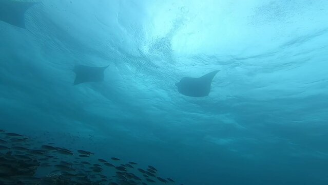 Underwater video about Whiptail stingrays in Maafushi Maldives